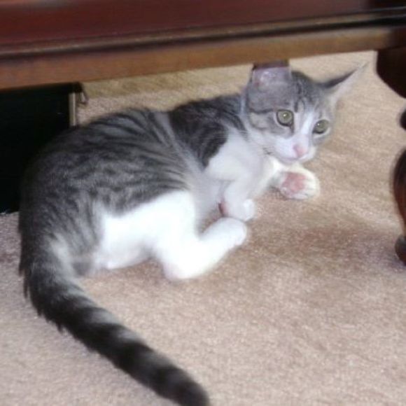 Meet your Posher, Edward - Picture 1 of 1